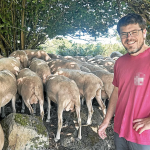 « On guette le thermomètre » : les éleveurs du Trégor sur le qui-vive avec les fortes chaleurs